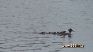 Тетеринское водохранилище.  Часть 2.