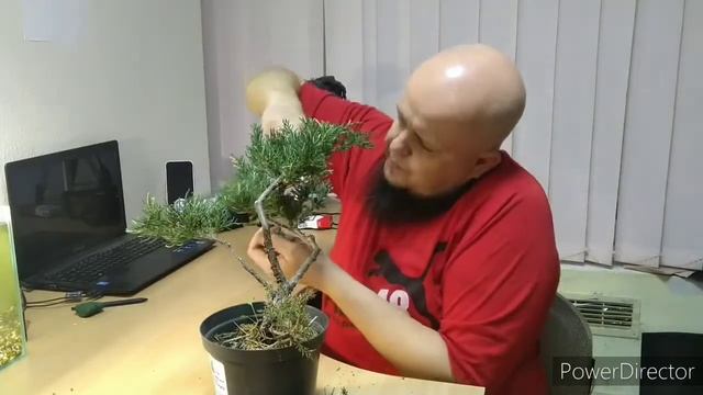 Бонсай из можевельника своими руками (ч.1) смотреть онлайн