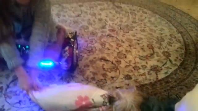 Гироскутер vs собака смотреть онлайн