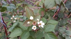 Ежевика Прайм арк Фридом. Нужен ли первый урожай?