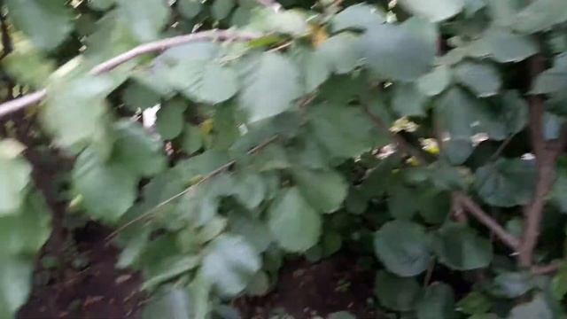 Фундук размножение часть 2 смотреть онлайн