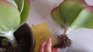 Каланхое тирсифлора (Kalanchoe Thyrsiflora), проблемы адаптация после покупки