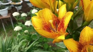 Лилии гиганты (часть 1).Купила ещё лилий и не только.