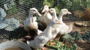 Утки черри велли первые полчаса после покупки