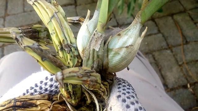 Limpieza de pseudobulbos. смотреть онлайн