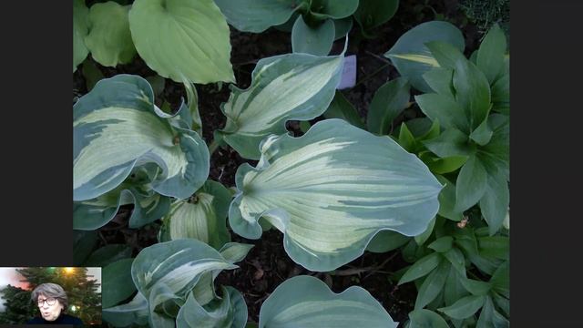 Хосты | Композиция Небесный танец смотреть онлайн