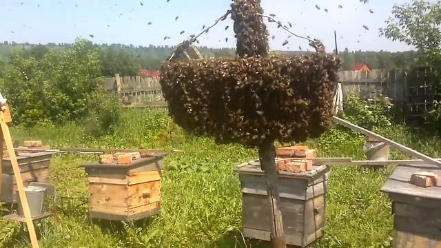 Привитие 13 го роя. смотреть онлайн