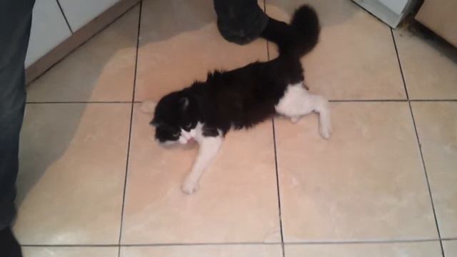 Подготовка кота в космонавты смотреть онлайн