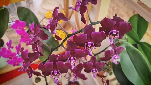 Цветение орхидей на балконе.Орхидейный балкон.Домашнее цветение очередных сортов. Мой мини-сад. смотреть онлайн