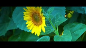 Подсолнечник ЕС Саванна