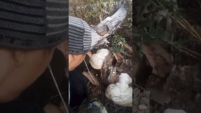 ОТКРЫТИЯ ГРИБНОГО СЕЗОНА 2019 смотреть онлайн