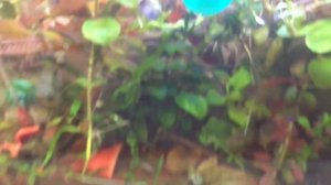 Аквариум 20 литров