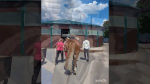 путешествие в Чулково Вачский р-н, Нижегородчина: к теремам и лошадям)