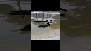 Два чёрных лебедя купаются!