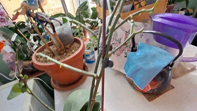 Орхидея Бронзовый Будда УДИВЛЯЕТ!Началось РОСКОШНОЕ  ЦВЕТЕНИЕ!!!!???????Я даже не всё посчитала!!! смотреть онлайн