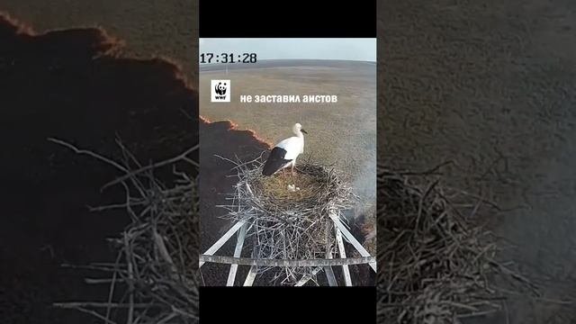 WWF России