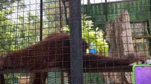 Орангутан Дана опять устроила шоу! Тайган Orangutan Dana put on a show again! Taigan