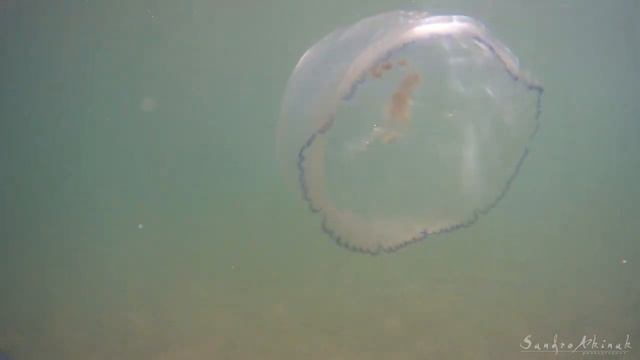 Медузы смотреть онлайн