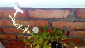 Огород  на балконе. 4 часть