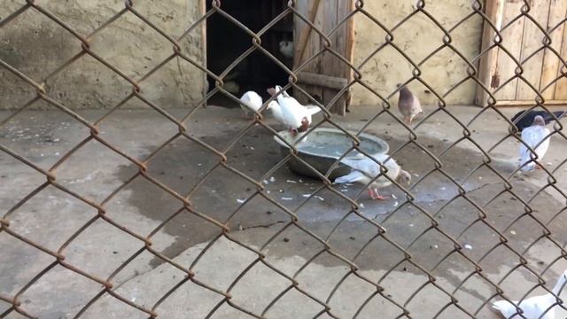 Что-то боя нет! Не слышно?! смотреть онлайн