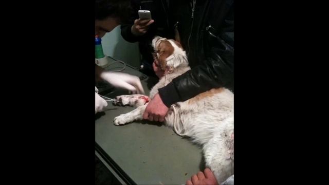 DiNGO Animal Lovers - stray animals of Armenia смотреть онлайн