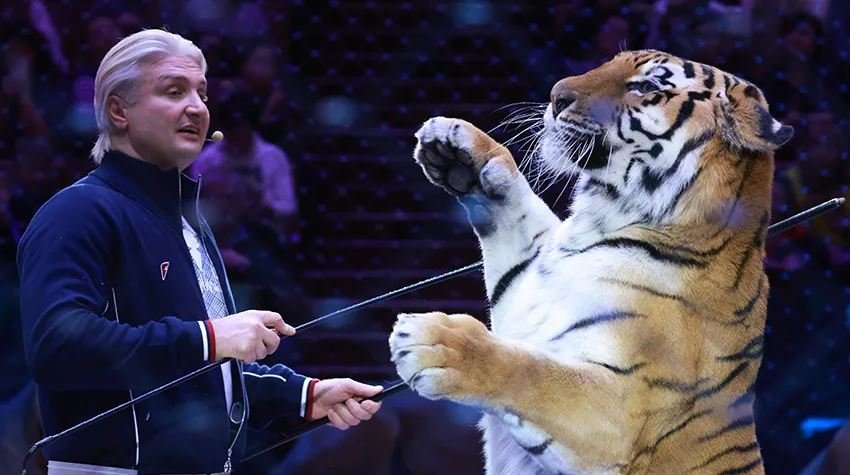 «Повезло, что я живой»: Запашный показал последствия нападения тигра
