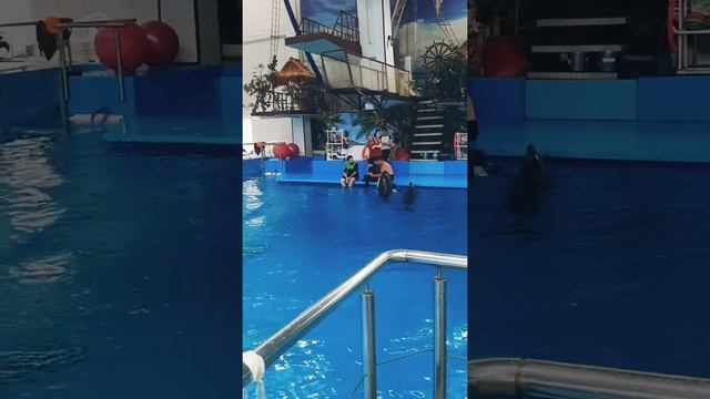 Дельфинотерапия. Аутизм смотреть онлайн