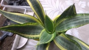 Sansevieria Twisted sister care & transplanting//Indoor air purifier