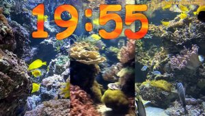 40 Minute Aquarium Timer/Countdown With Relaxing Music ??|Cuenta Regresiva de 40 Minutos con Música