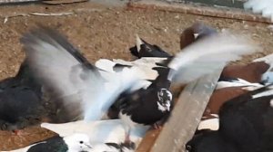 Ижевские  голуби  Мишани.