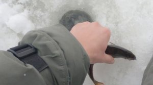 НАЛОВИЛИ ОКУНЕЙ! Урбанистическая рыбалка в Киеве! Клев окуня на мормышку с мотылем!