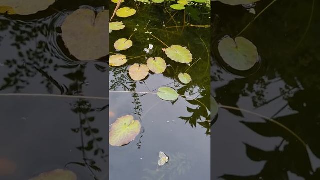 Elodea flowers in pond / Элодея цветение в пруду.