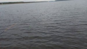 Река Шексна (шеломово) результаты рыбалки и поклёвка леща )