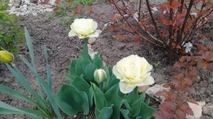 Тюльпан Айс Крим-что с ним стало?