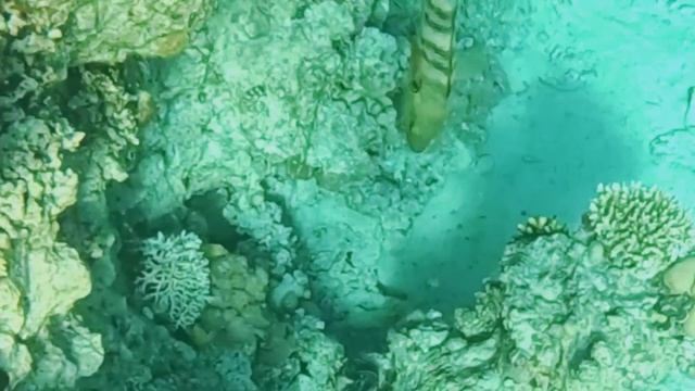 ?? ЕГИПЕТ 2024 ?ЕХАТЬ ИЛИ НЕТ ⁉️DOMINA CORAL BAY 5 star / Prestige / Aquamarine / Elisir hotel смотреть онлайн