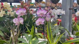 Plant Shopping at Home Depot in Key West || Ficus Elastica Tineke, Manjula Pothos, Hoya Wayetii!!!