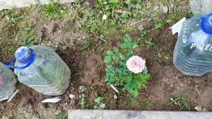 Мои розы. Фердинанд Пичард. Нина Вейбул. Розмари Харкнесс. Четыре сезона. Часть 2. Август'22