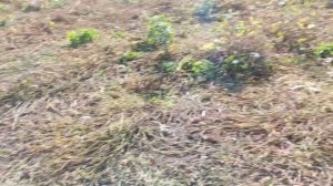 Забой свиньи огромной. делаем ставки Господа