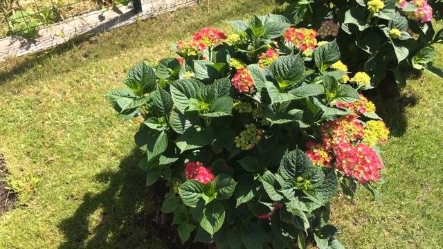 Гортензия крупнолистная без хлороза, цветение начало