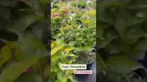 Вейгела: обзор сортов