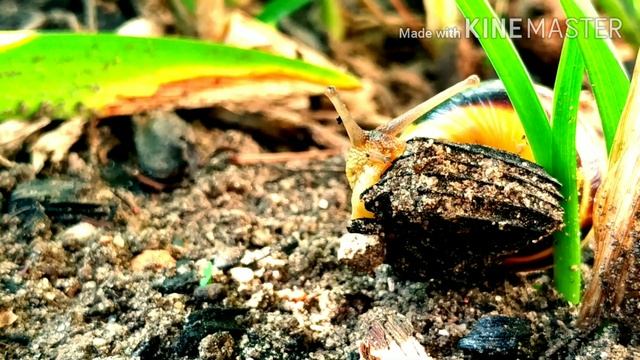 Улитка КРУПНЫМ ПЛАНОМ. Snails. Факты про улитки.Видео про улиток ?