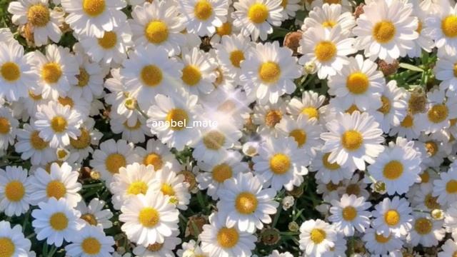 от отложения солей/sub#саблиминал смотреть онлайн