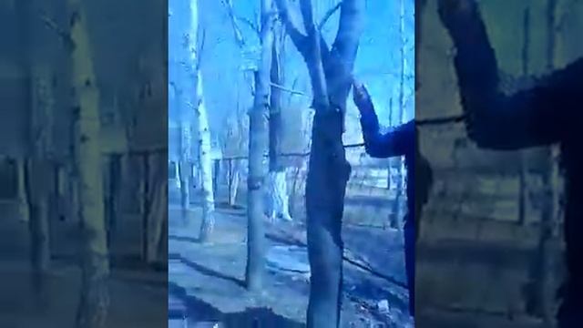 Пилим ветки! С танкистом world of tanks