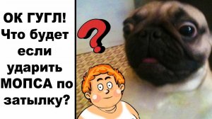 Что будет если ударить МОПСА по затылку? Угарайки с леликом!