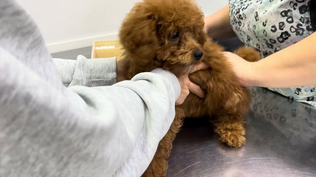 Жизнь той пуделя без прикрас! Прививка Биокан и мечты о море ! смотреть онлайн