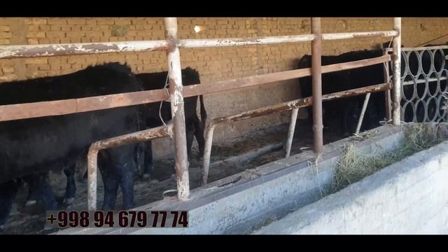 Tozza Angus buqalar keldi shoshiling arzon narxlarda. Namangan shahar Uychi tumaniga.