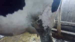 Стелим пол в сарае.Надоели земляные полы..