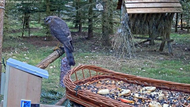 Sparrowhawk или ястреб-перепелятник на кормушке в Макове смотреть онлайн