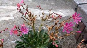 Lewisia cotyledon