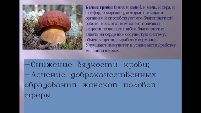 Белый гриб лечебные свойства. Магические свойства грибов. Белый гриб опасный двойник